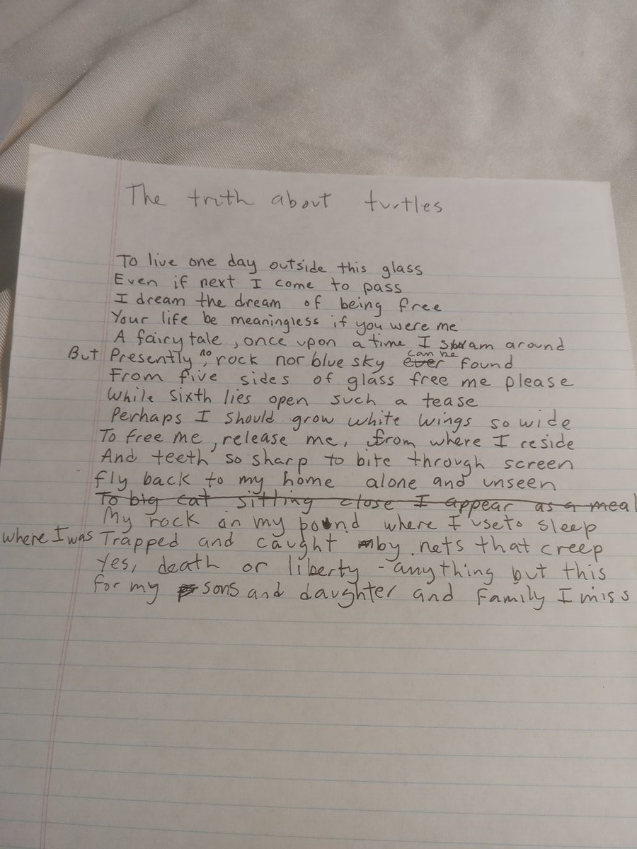 Item 759 — The truth about turtles, picture 2 of 2