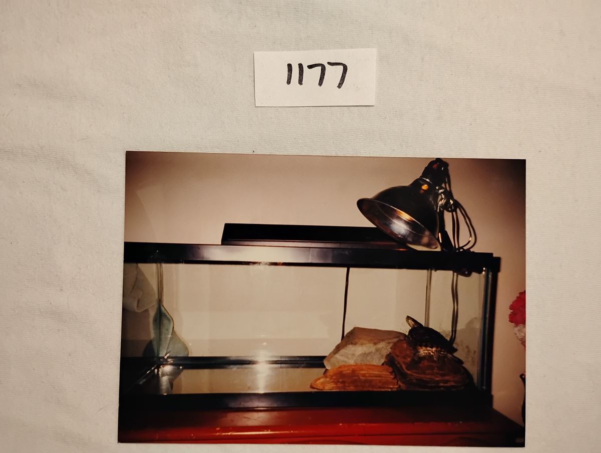 Item 1177 — TURTLE TANK WITH HEAT LAMP - PHOTO PRINT, picture 1 of 1